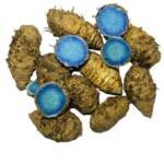 BLACK TURMERIC BY RIGHT TO FIT AYURVEDA, herbichem.com, best black turmeric in the marcket, black termeric near me, kali haldi kaha milti hai, kali haldi ke fayede, ayurvedic black turmeric, pure black termeric